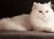 Quiz Quel chat suis-je ? (2)