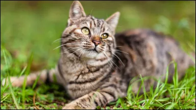 Ind&eacute;pendant mais affectueux, je suis un bon chasseur et un chat joueur, intelligent et sociable. Je m�adapte facilement aux diff&eacute;rents environnements. Populaire dans les pays scandinaves, je suis...