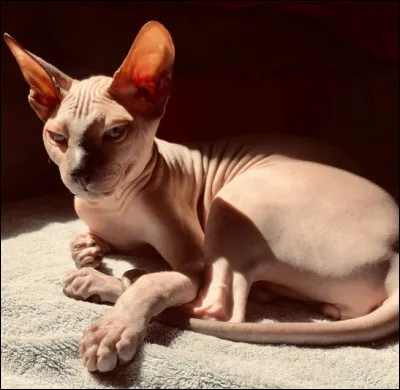 Je suis un chat nu très curieux et actif, j'aime explorer mais je reste très attaché à mon maître et je supporte très mal la solitude.
Originaire de Russie, je suis...