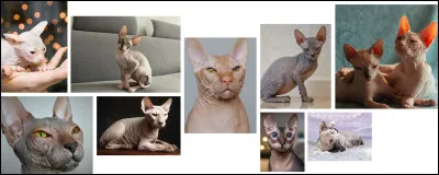 Je suis un chat nu tr&egrave;s curieux et actif, j'aime explorer mais je reste tr&egrave;s attach&eacute; &agrave; mon ma&icirc;tre et je supporte tr&egrave;s mal la solitude.Originaire de Russie, je suis...