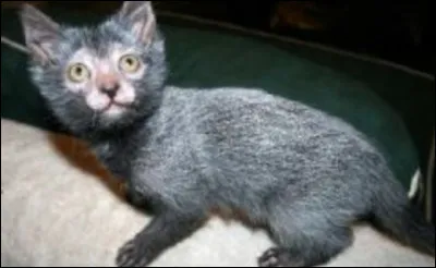 Je ne suis pas issu de croisements entre différentes races mais dune mutation naturelle du chat domestique à poils courts.
Mon pelage roan (poivre et sel) est unique chez ma race.
On me surnomme chat loup-garou.
 Originaire des États-Unis, je suis...