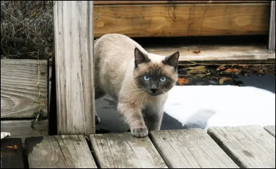 Je suis un ancien siamois et comme lui, je suis un chat bavard.
Je réclame sans arrêt des câlins et je veux qu'on fasse attention à moi... je suis ''pot de colle'' mais fidèle. 
 Si je me sens abandonné, je suis capable de délaisser la nourriture et de ne plus manger.
Origine de Thaïlande, je suis...