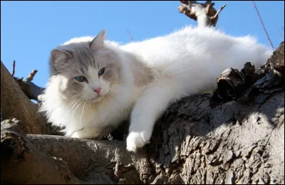 Je suis un chat de grande taille et lorsqu'on me porte, je deviens aussi mou qu'une ''poupée de chiffon'', d'où mon nom en anglais.
 Originaire des États-Unis, je suis...