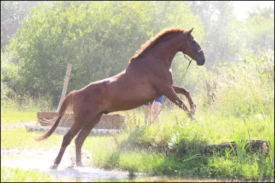 Quelle race de cheval te plaît le plus ? 2/3