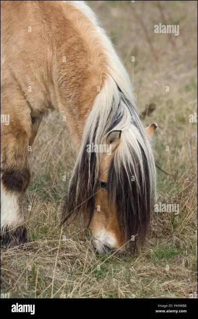 Quelle race de cheval te plaît le plus ? 3/3