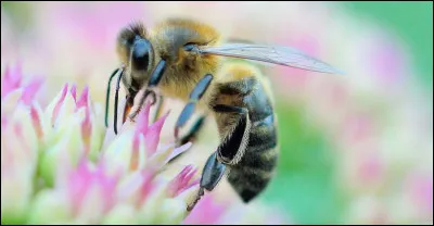 Tu te fais piquer par une abeille :
