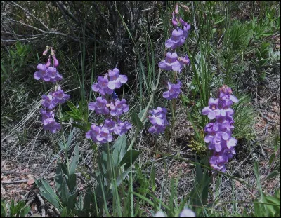 Répondez grâce à l'image.