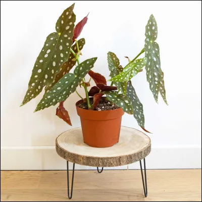 Connais-tu le nom de cette plante en latin ?