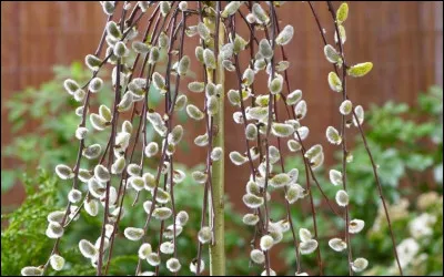 Répondez grâce à l'image.