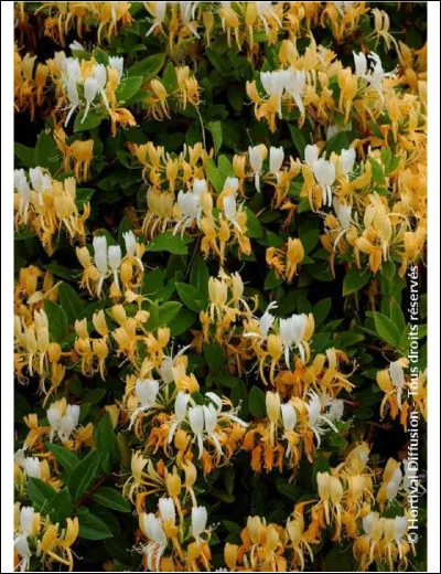 Répondez grâce à l'image.