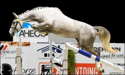 Où se place la puce électronique ou le transpondeur ?