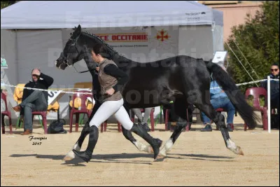 Comment présente-t-on un cheval en main ?