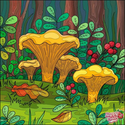 À vue de nez, que peuvent être ces champignons dont on distingue les lamelles ?