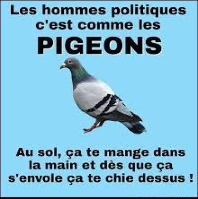 De ces trois espèces de tourterelles, laquelle est la tourterelle des bois ?