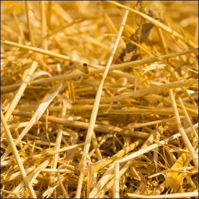 Comment sappelle ce qui est sur limage ?