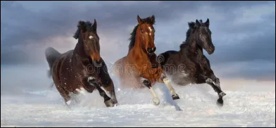 Pourquoi faut-il éviter de doucher un cheval lhiver ?