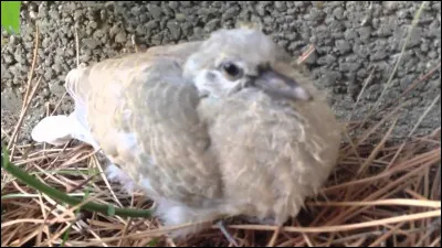 Quel est le nom du petit de la tourterelle ?