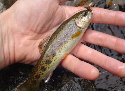 Quel est le nom du petit de la truite ?