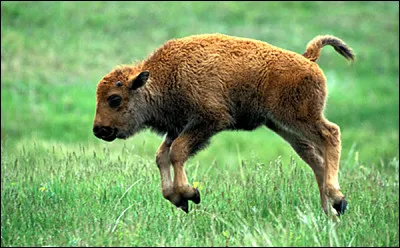 Quel est le nom du petit du buffle ?