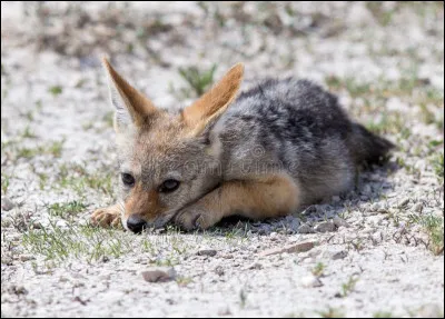 Quel est le nom du petit du chacal ?