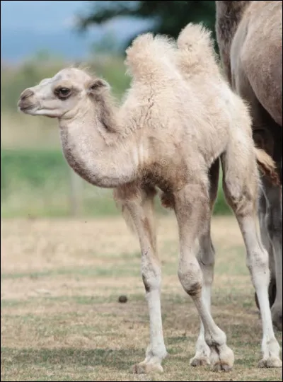 Quel est le nom du petit du chameau ?