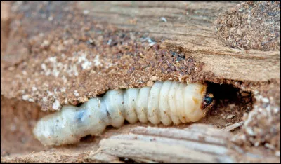 Quel est le nom du petit de la mouche ?