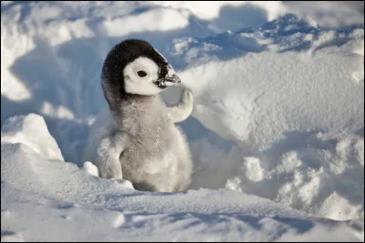 Quel est le nom du petit du pingouin ?