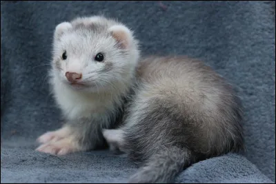 Quel est le nom du petit du furet ?