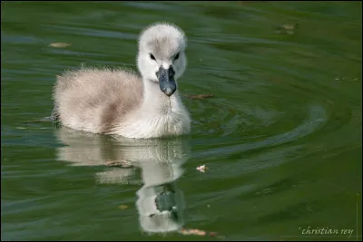 Quel est le nom du petit du cygne ?