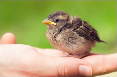 Quel est le nom du petitdu moineau ?