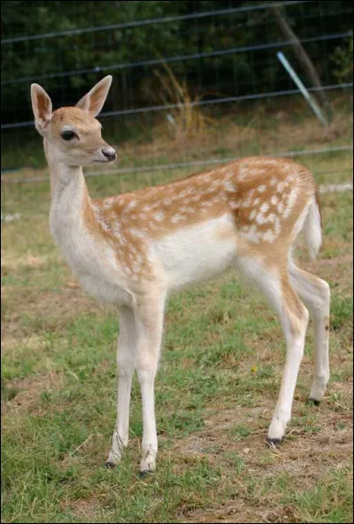 Quel est le nom du petit du daim ?