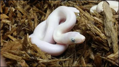 Quel est le nom du petit du serpent ?