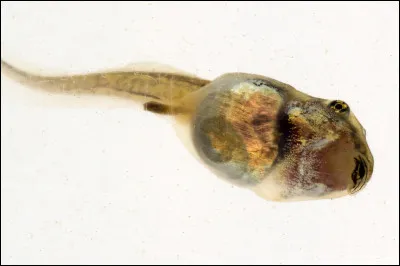 Quel est le nom du petit de la grenouille ?