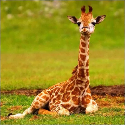Quel est le nom du petit de la girafe ?