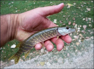 Quel est le nom du petit du brochet ?
