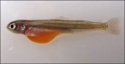 Quel est le nom du petit du poisson ?