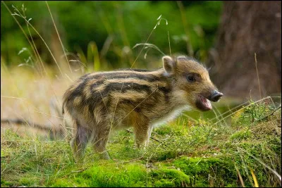 Quel est le nom du petit du sanglier ?