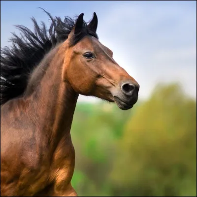 Quelle image te plaît le plus ?