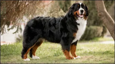 Quelle est cette race de chien ?