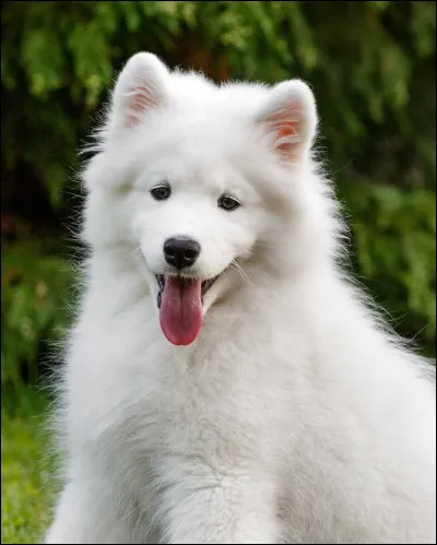 Quelle est cette race de chien ?