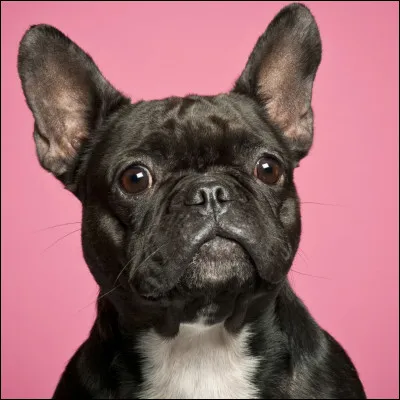 Quelle est cette race de chien ?