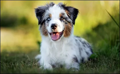 Quelle est cette race de chien ?