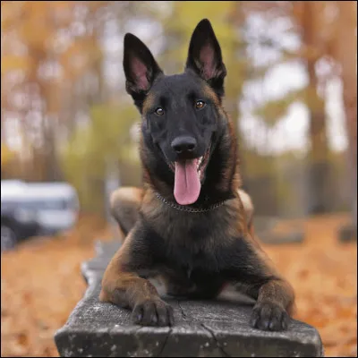 Quelle est cette race de chien ?