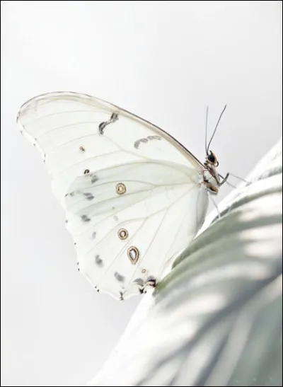 Quelle est ta qualité préférée ?