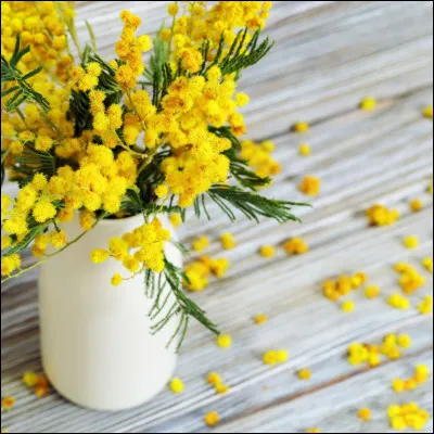 Quel est le nom de cette fleur ?