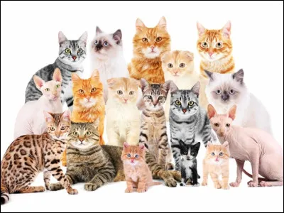Combien y a-t-il de races de chats ?