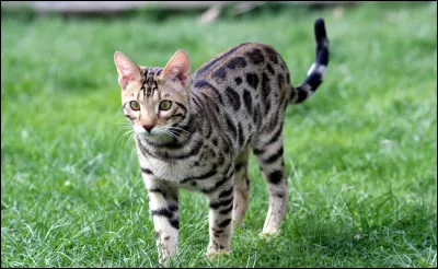 Quel est le sens le plus développé chez le chat ?