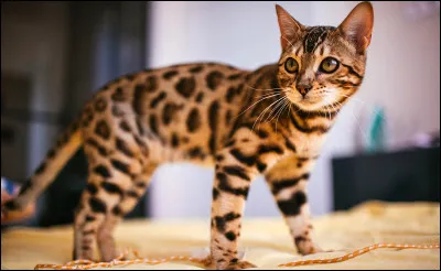 Comment dit-on chat en allemand ?
(Je vous pose cette question car c'est l'Allemagne qui possède le plus de chats, pour l'instant !)