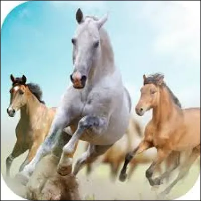 Lequel de ces objets porte chance ?