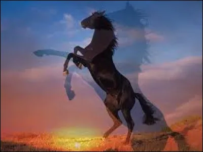 Quel animal est parfois surnommé le cheval à diable ?